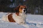 Kooikerhondje