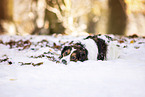 Kooikerhondje im Winter
