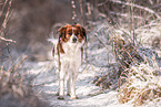 Kooikerhondje