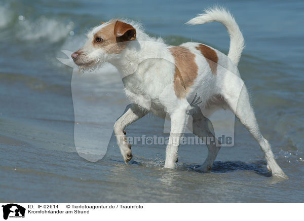 Kromfohrlnder am Strand / Kromfohrlnder on the beach / IF-02614