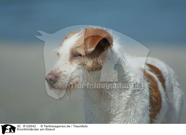 Kromfohrlnder am Strand / Kromfohrlnder on the beach / IF-02642