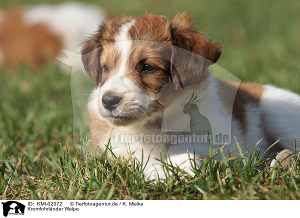 Kromfohrlnder Welpe / Kromfohrlnder Puppy / KMI-02072