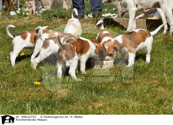 Kromfohrlnder Welpen / Kromfohrlnder Puppies / KMI-02703