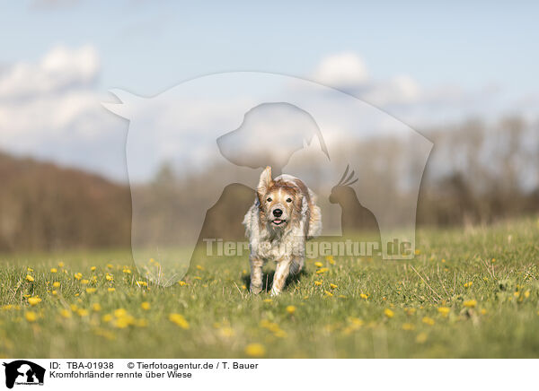 Kromfohrlnder rennte ber Wiese / Krom dog runs across meadow / TBA-01938