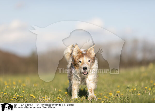 Kromfohrlnder rennte ber Wiese / Krom dog runs across meadow / TBA-01943