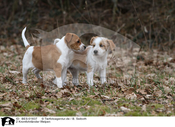 2 Kromfohrlnder Welpen / 2 Krom Dog puppies / BES-01837