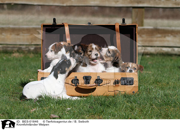 Kromfohrlnder Welpen / Krom Dog Puppies / BES-01846