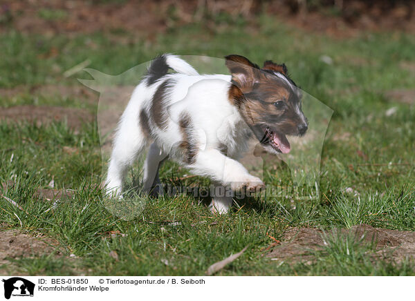 Kromfohrlnder Welpe / Krom Dog puppy / BES-01850
