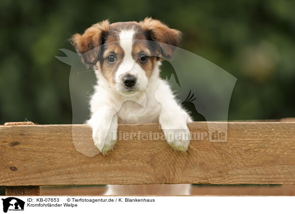 Kromfohrlnder Welpe / Krom dog puppy / KB-07653