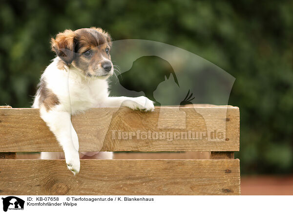 Kromfohrlnder Welpe / Krom dog puppy / KB-07658