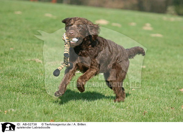 spielender Labradoodle / playing Labradoodle / AB-02738