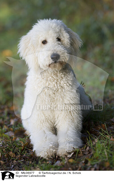 liegender Labradoodle / NN-06977