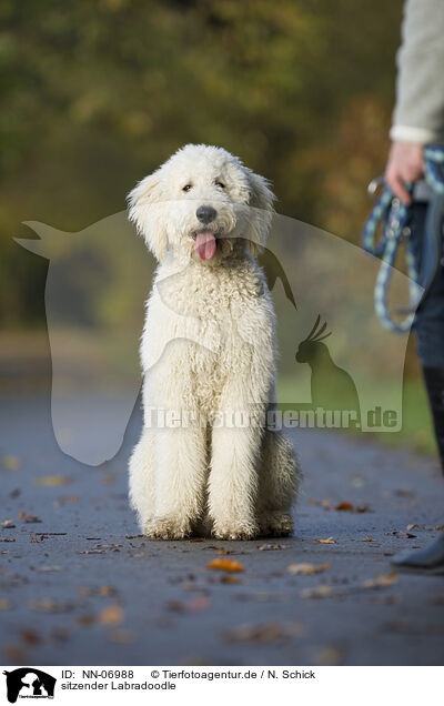 sitzender Labradoodle / NN-06988