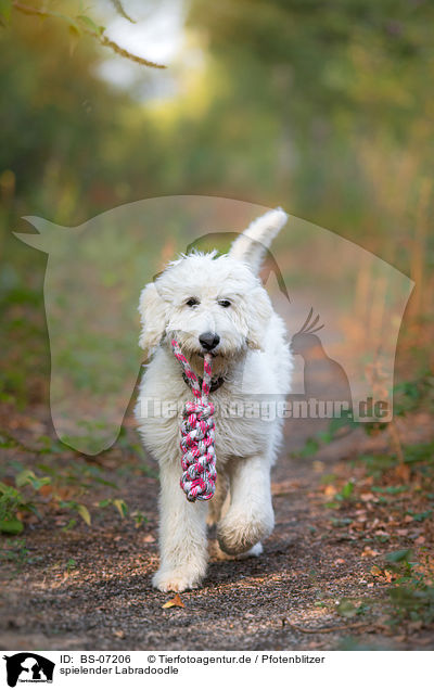 spielender Labradoodle / BS-07206