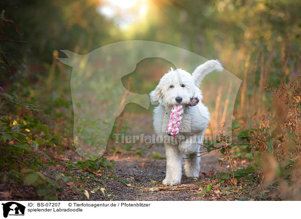 spielender Labradoodle / playing Labradoodle / BS-07207