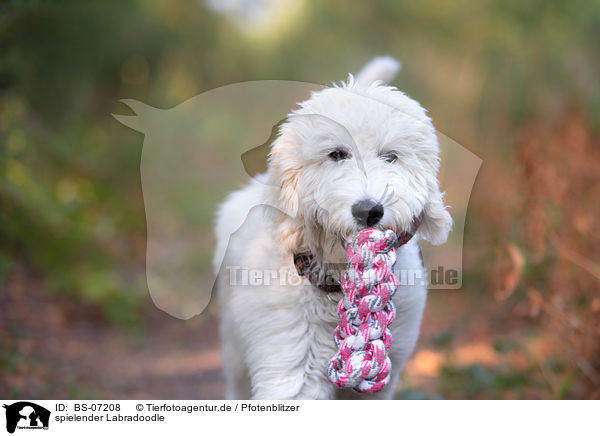 spielender Labradoodle / playing Labradoodle / BS-07208