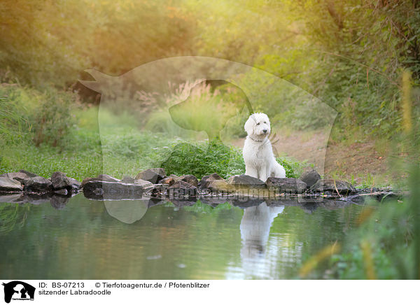 sitzender Labradoodle / BS-07213