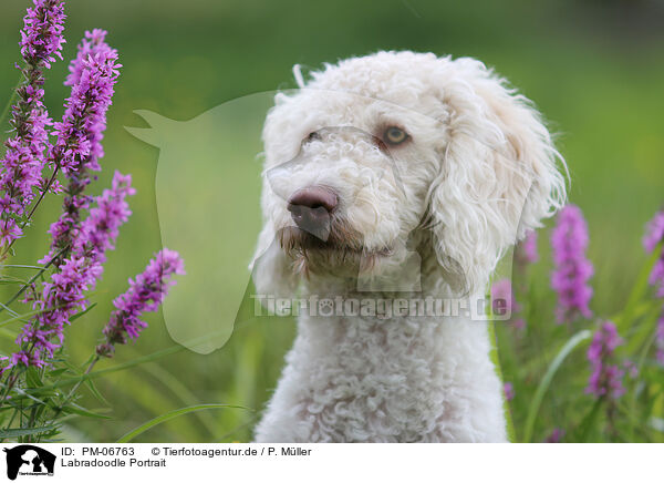 Labradoodle Portrait / Labradoodle Portrait / PM-06763