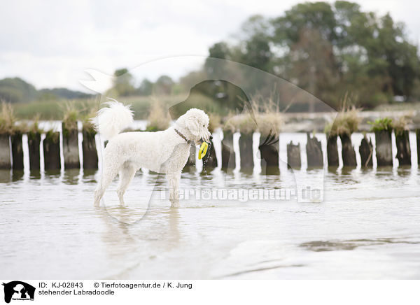 stehender Labradoodle / standing Labradoodle / KJ-02843