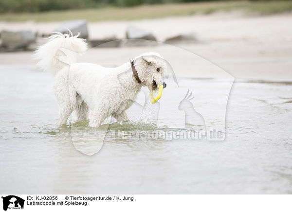 Labradoodle mit Spielzeug / Labradoodle with toy / KJ-02856