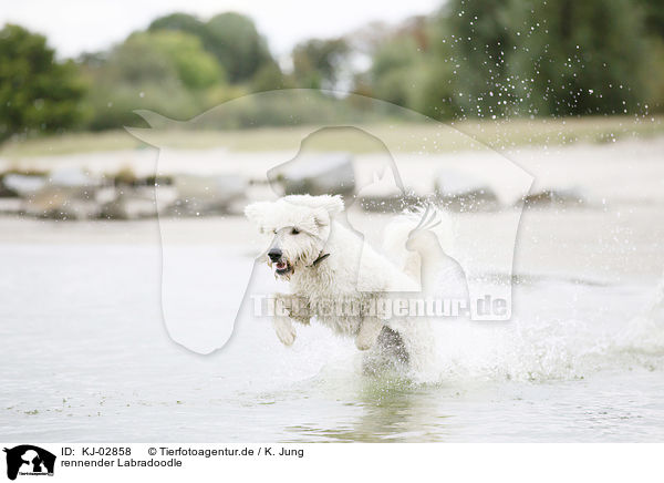 rennender Labradoodle / running Labradoodle / KJ-02858