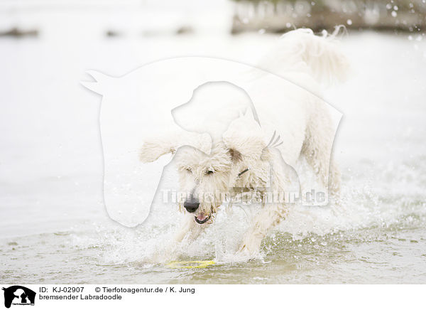 bremsender Labradoodle / stopping Labradoodle / KJ-02907