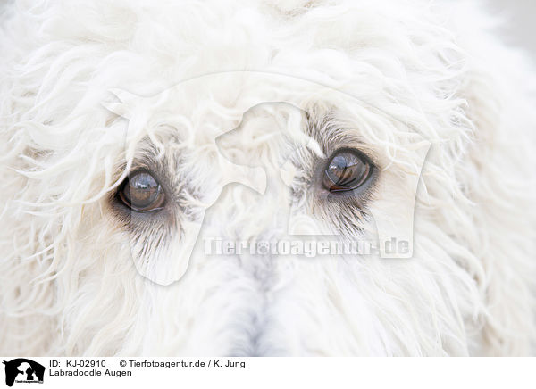 Labradoodle Augen / Labradoodle eyes / KJ-02910