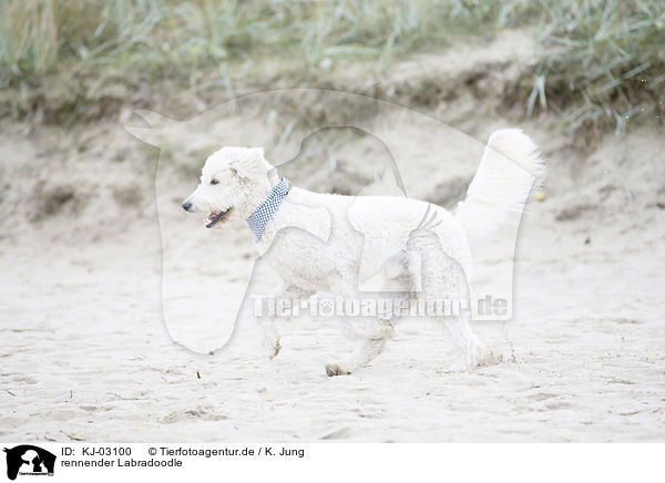 rennender Labradoodle / running Labradoodle / KJ-03100