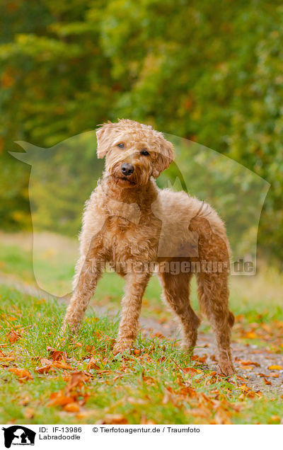 Labradoodle / Labradoodle / IF-13986