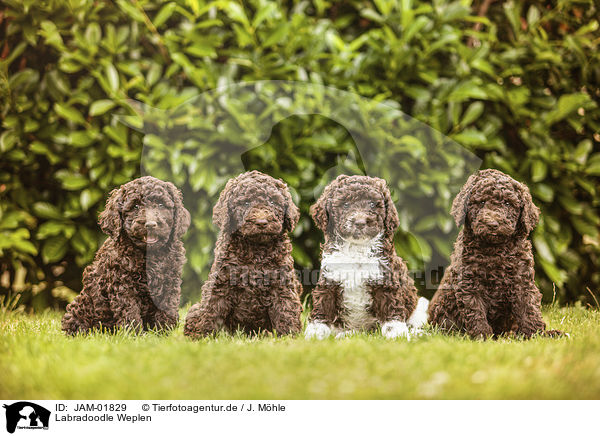 Labradoodle Weplen / Labradoodle Puppies / JAM-01829