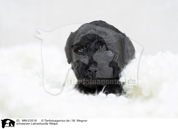 schwarzer Labradoodle Welpe / black Labradoodle Puppy / MW-23518