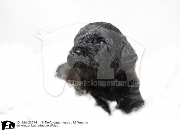 schwarzer Labradoodle Welpe / black Labradoodle Puppy / MW-23544