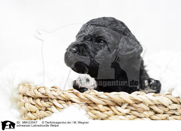 schwarzer Labradoodle Welpe / black Labradoodle Puppy / MW-23547