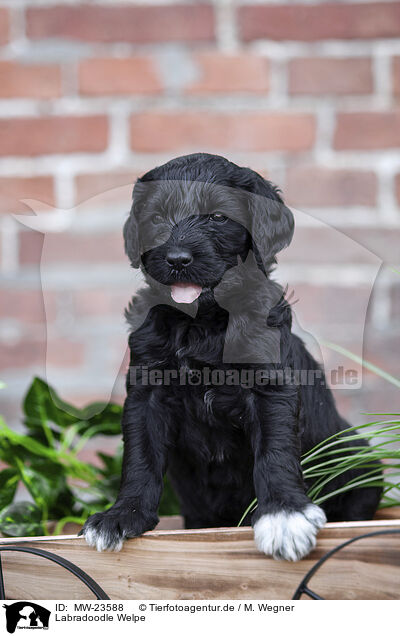 Labradoodle Welpe / Labradoodle puppy / MW-23588