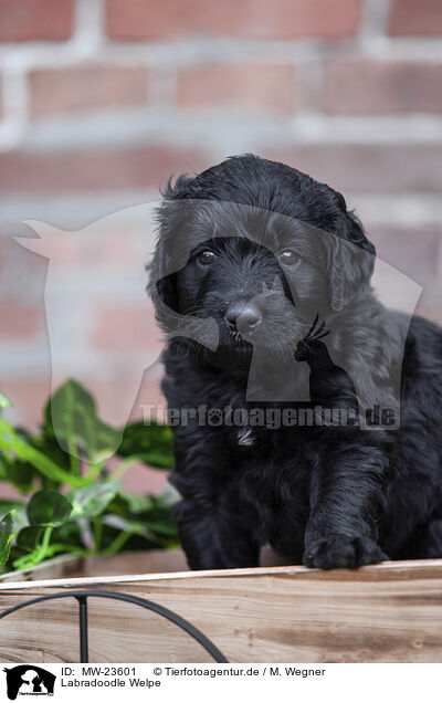 Labradoodle Welpe / MW-23601