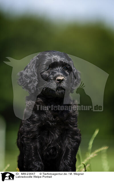 Labradoodle Welpe Portrait / Labradoodle puppy portrait / MW-23647