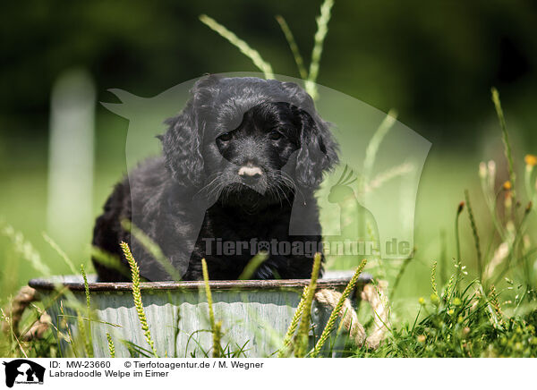 Labradoodle Welpe im Eimer / MW-23660