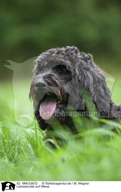 Labradoodle auf Wiese / MW-23672