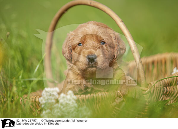 Labradoodle Welpe im Krbchen / Labradoodle puppy in basket / MW-23757