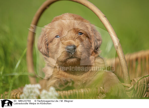 Labradoodle Welpe im Krbchen / Labradoodle puppy in basket / MW-23759