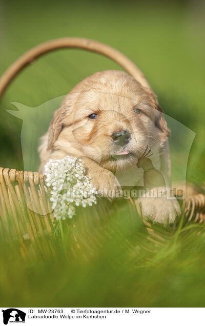 Labradoodle Welpe im Krbchen / Labradoodle puppy in basket / MW-23763