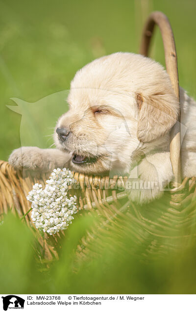 Labradoodle Welpe im Krbchen / MW-23768