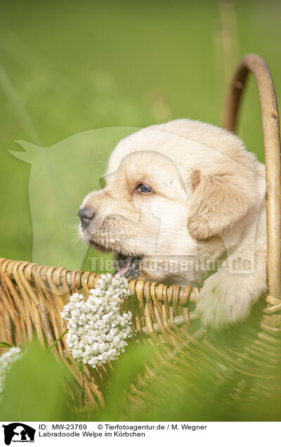 Labradoodle Welpe im Krbchen / Labradoodle puppy in basket / MW-23769