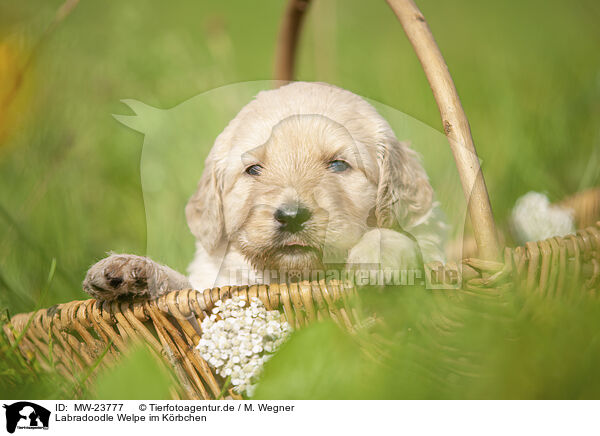 Labradoodle Welpe im Krbchen / Labradoodle puppy in basket / MW-23777
