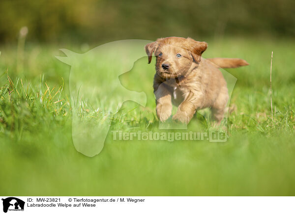 Labradoodle Welpe auf Wiese / Labradoodle puppy on meadow / MW-23821