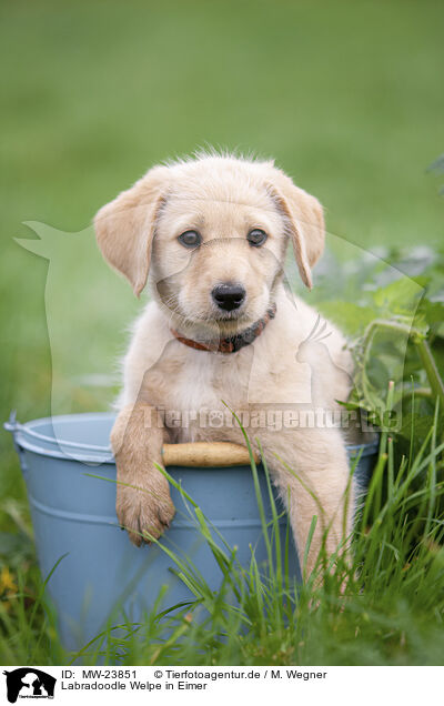 Labradoodle Welpe in Eimer / MW-23851