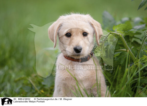 Labradoodle Welpe Portrait / MW-23852