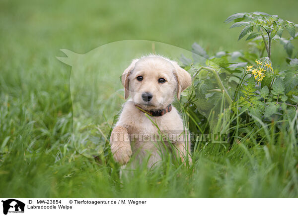 Labradoodle Welpe / MW-23854