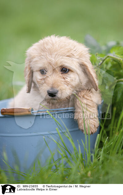 Labradoodle Welpe in Eimer / MW-23855