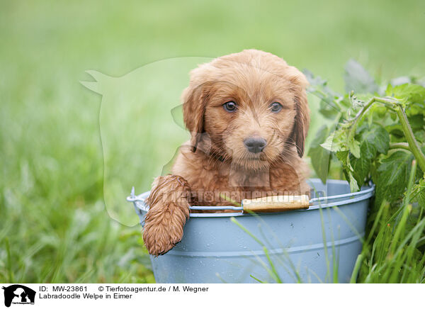 Labradoodle Welpe in Eimer / MW-23861